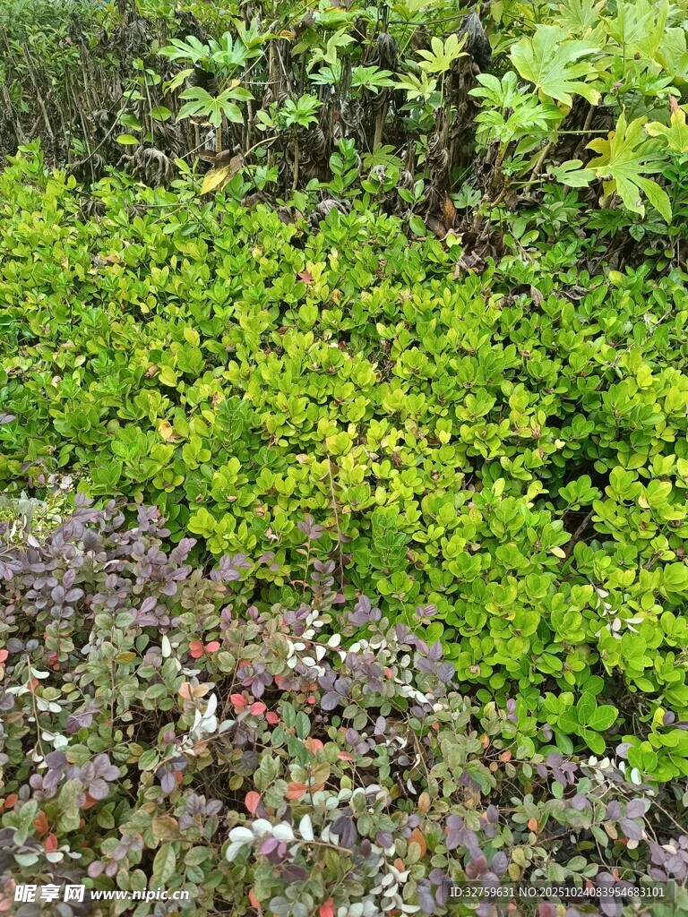 多彩繁茂的绿植景观