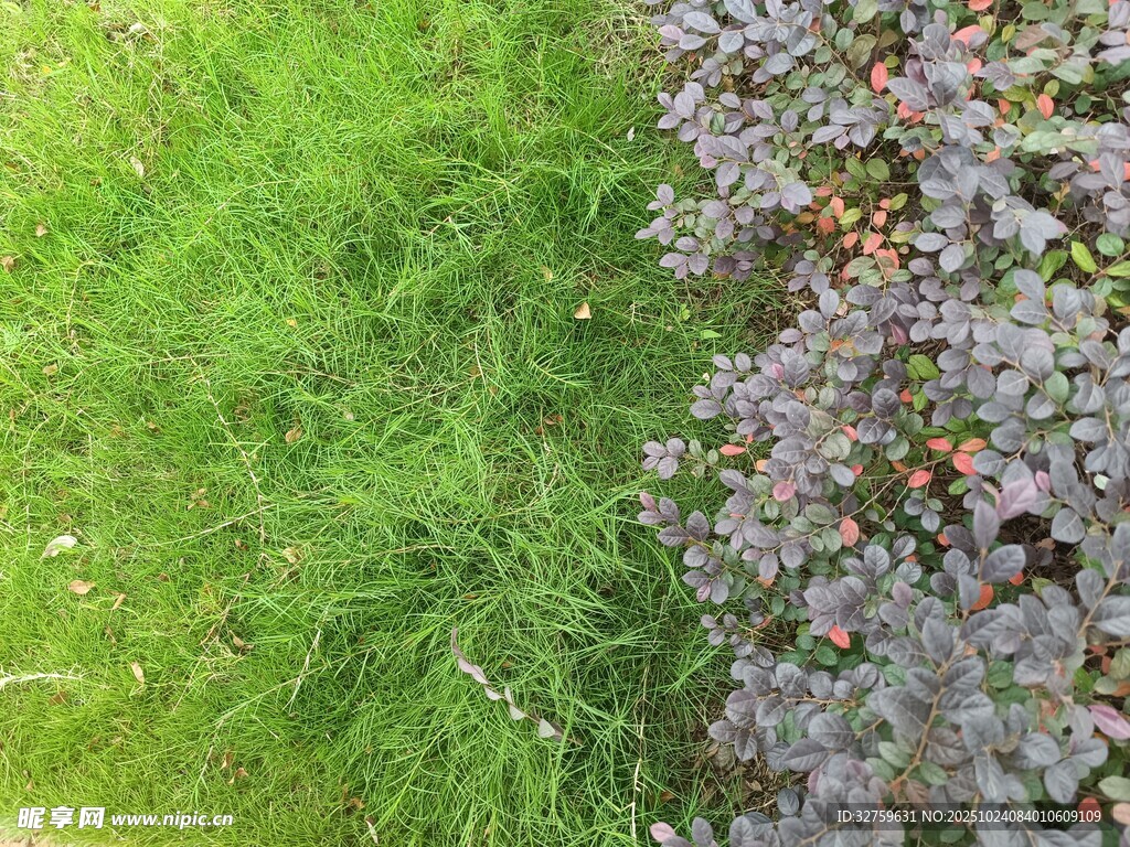 绿草与紫花植物对比图
