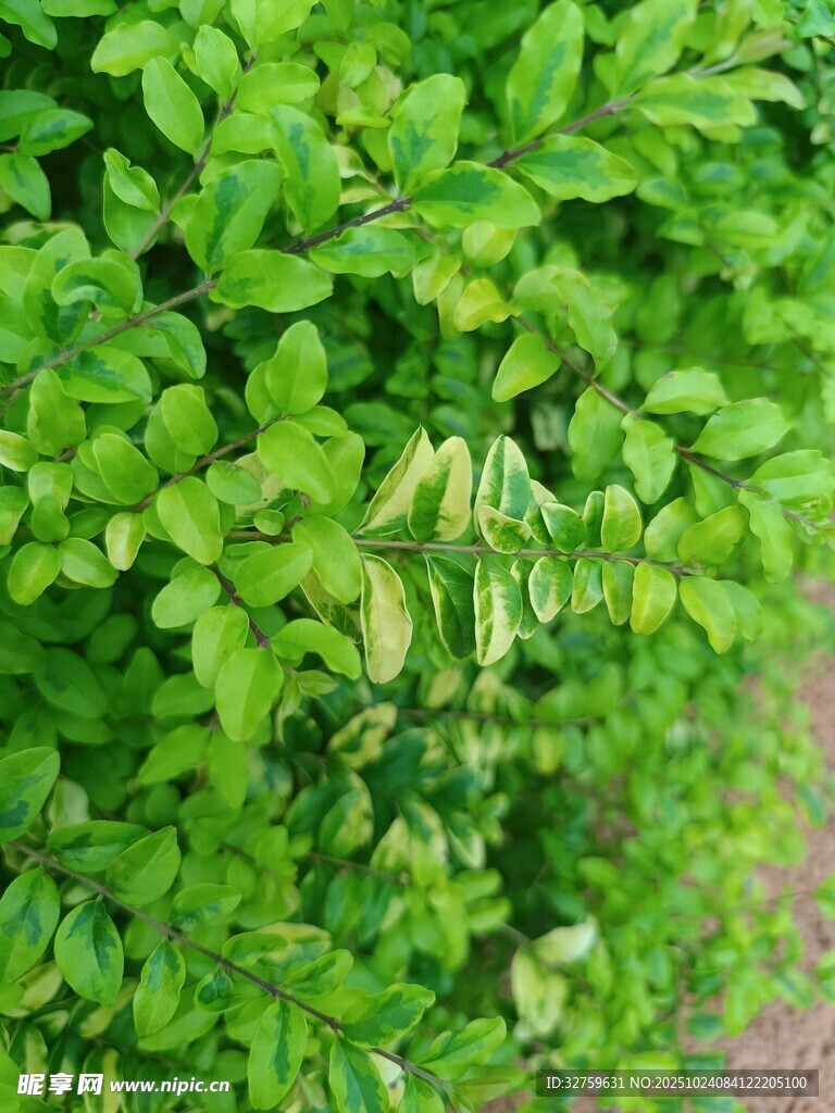 翠绿繁茂的植物叶片景观