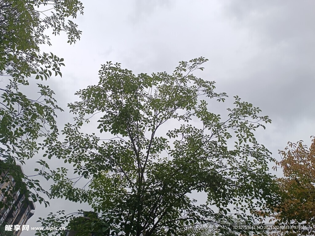 阴天中的葱郁树木