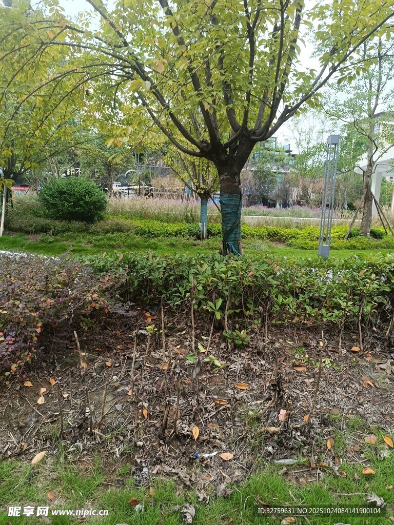秋日公园树木与草地景致