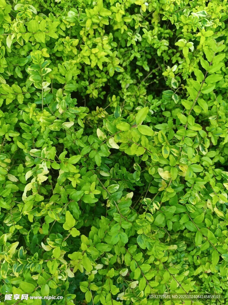 翠绿繁茂的植物叶片