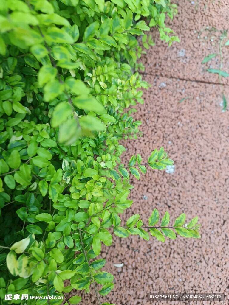 路边嫩绿植物生机满满