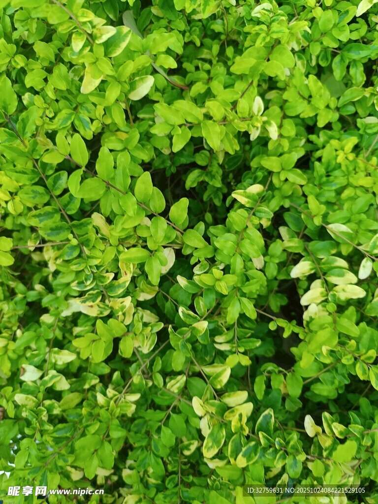 翠绿繁茂的植物叶片