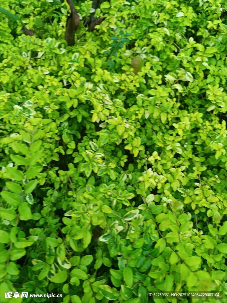翠绿繁茂的植物枝叶
