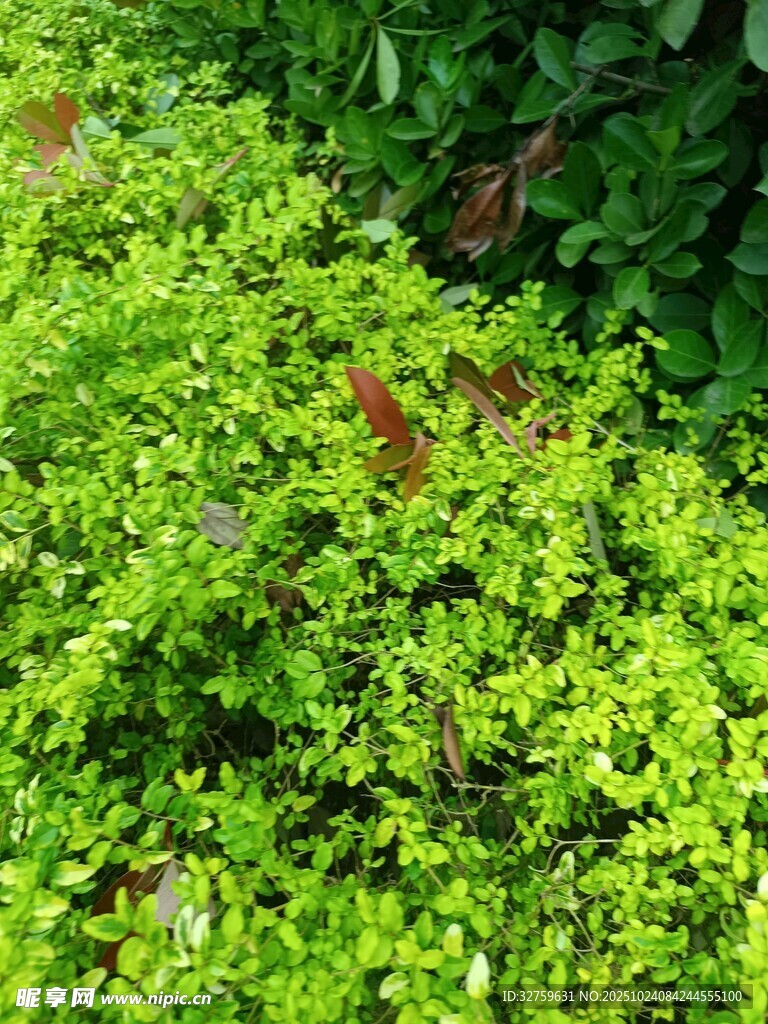 翠绿繁茂的植物景观