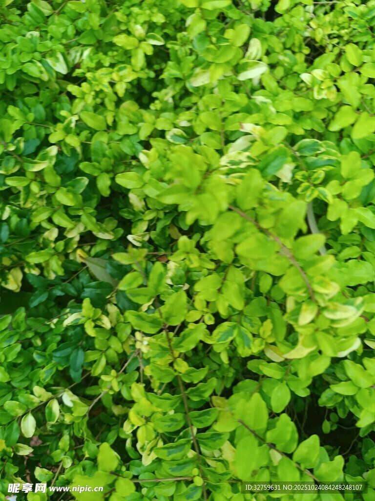 翠绿繁茂的植物景观
