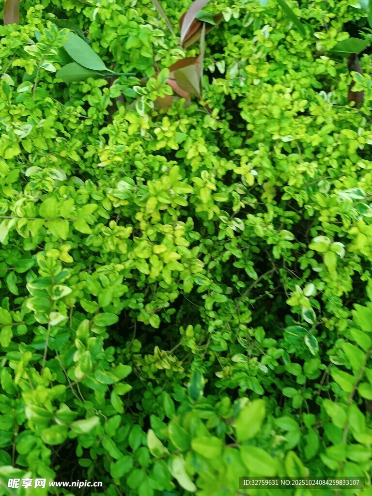翠绿繁茂的丛生植物