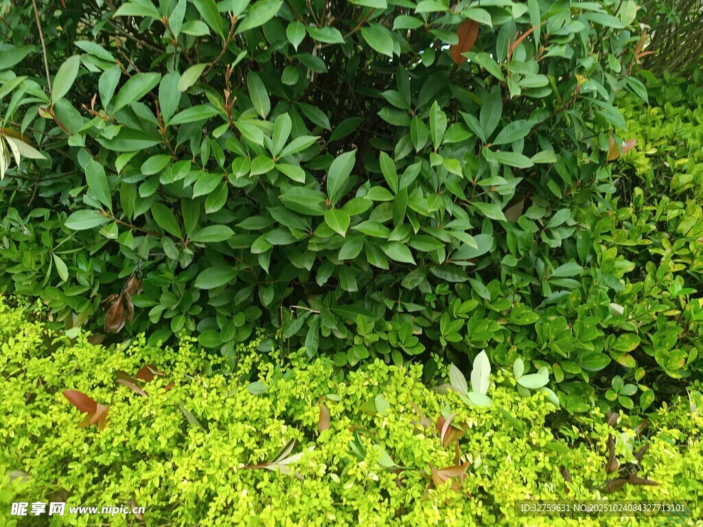 翠绿植物景观