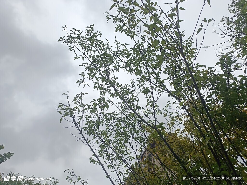 阴天中的挺拔翠竹