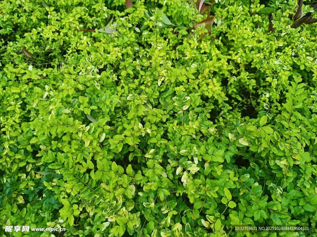 翠绿繁茂的植物叶片