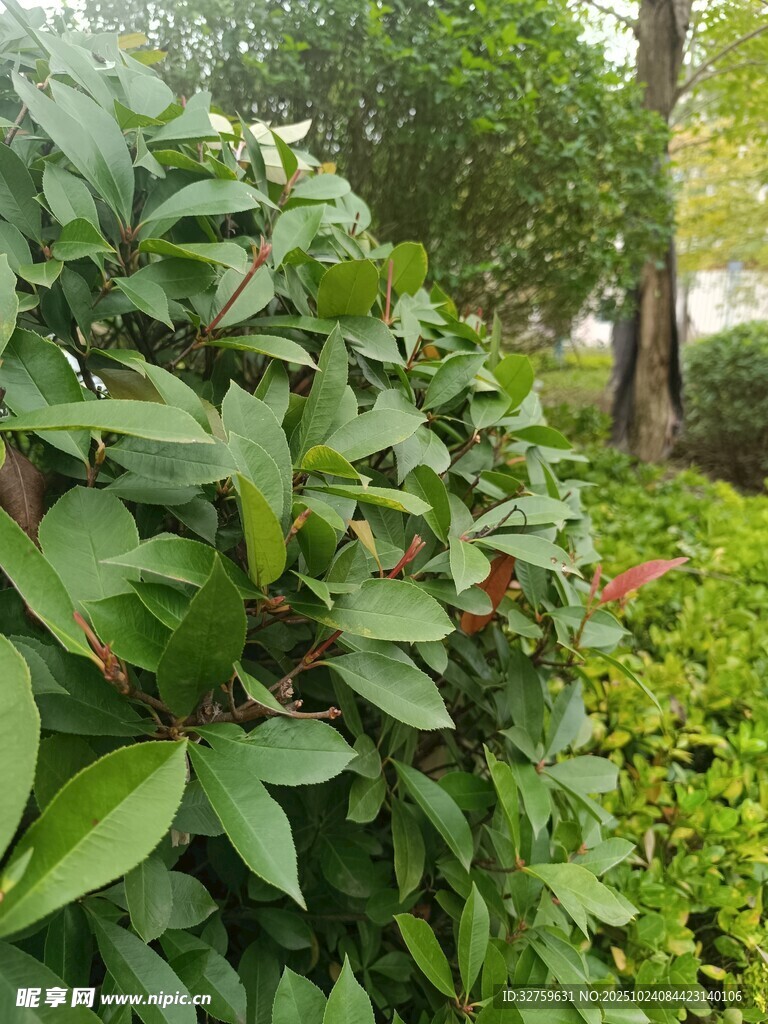 绿叶繁茂的灌木丛景观