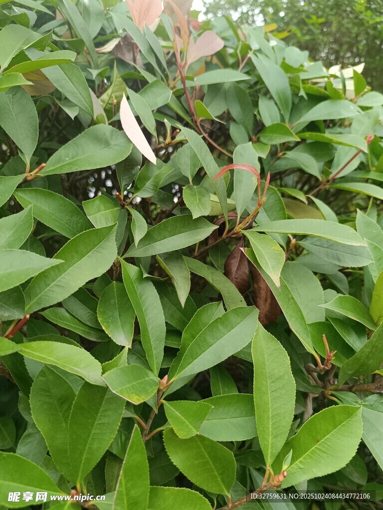 绿叶繁茂的植物景象