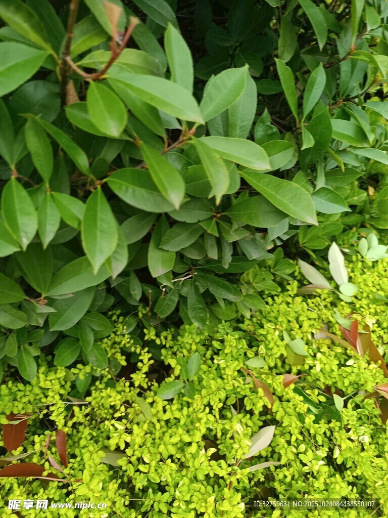 绿叶繁茂的植物景观