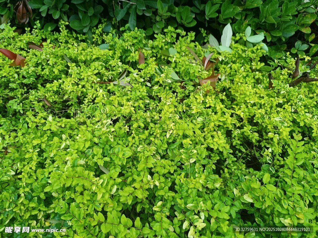 翠绿繁茂的绿植景观