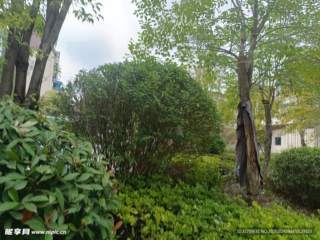 绿意盎然的城市绿植景观