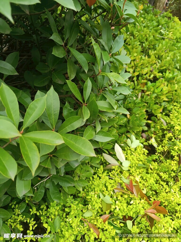 绿意盎然的植物景观
