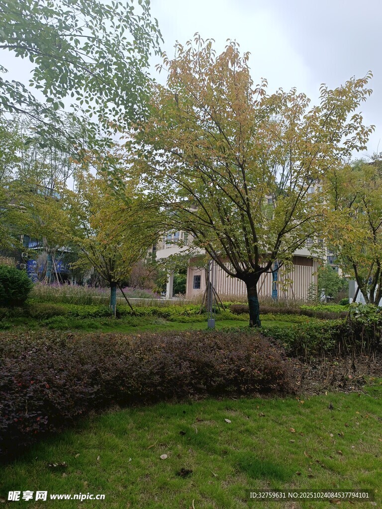 秋日公园绿意与树木景致