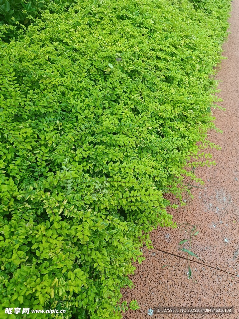 翠绿植物沿砖路生长