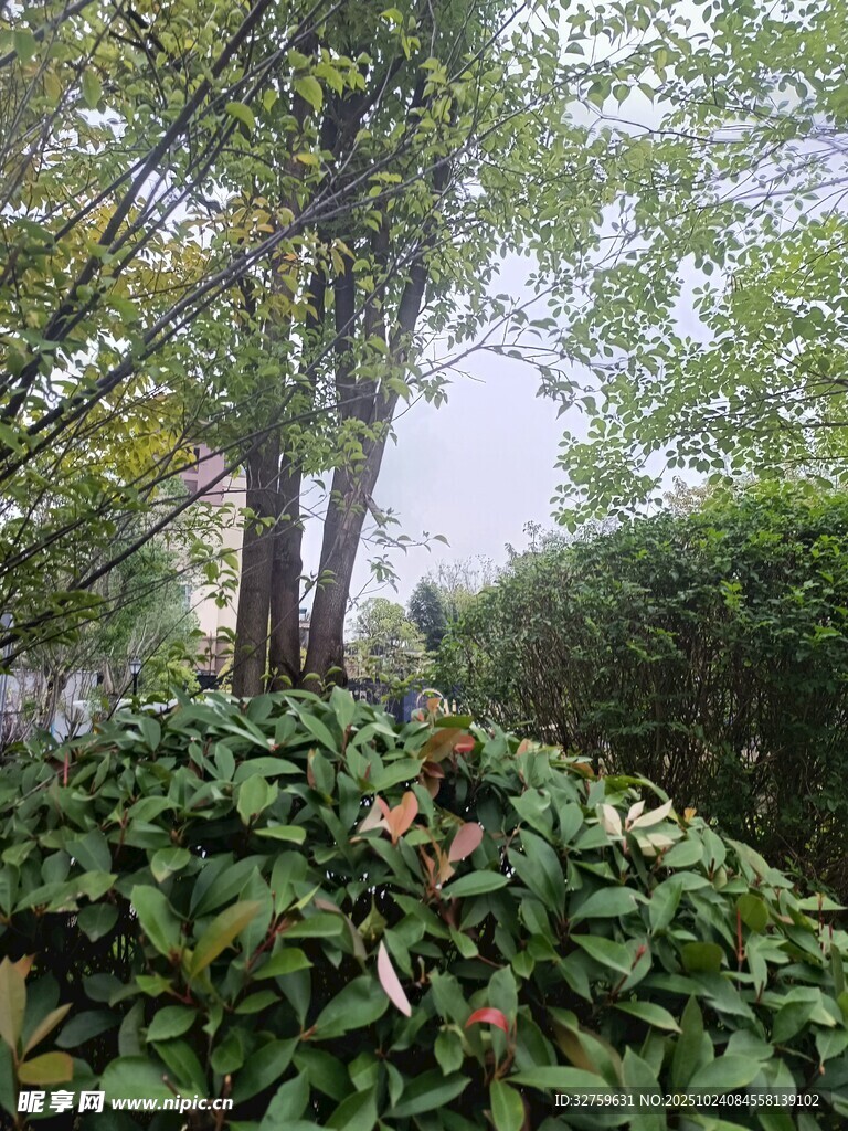 雾中树林与繁茂绿植