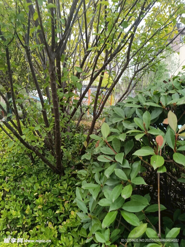 绿意盎然的树林植物景观