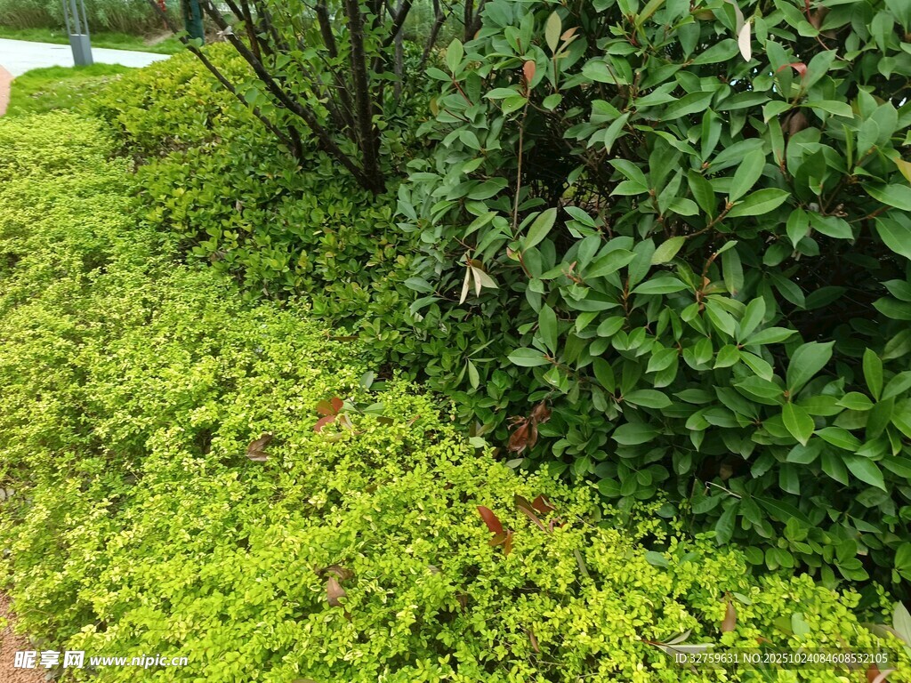 绿意盎然的园林植物景观