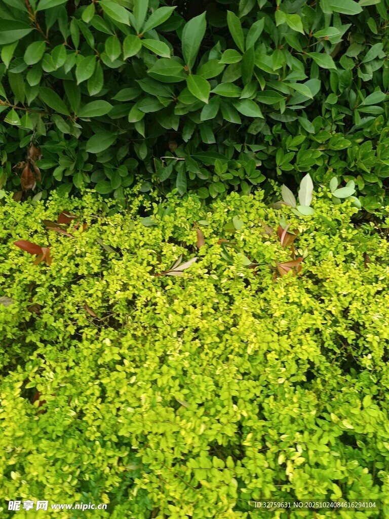 翠绿繁茂的多彩植物景观
