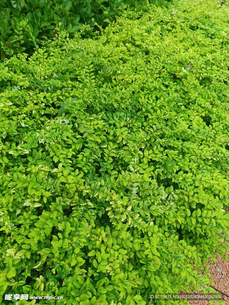 翠绿繁茂的藤蔓植物景观