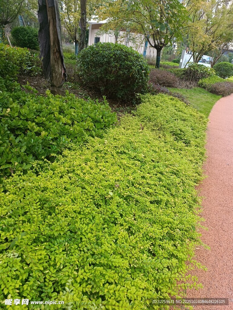 绿意盎然的园林小径