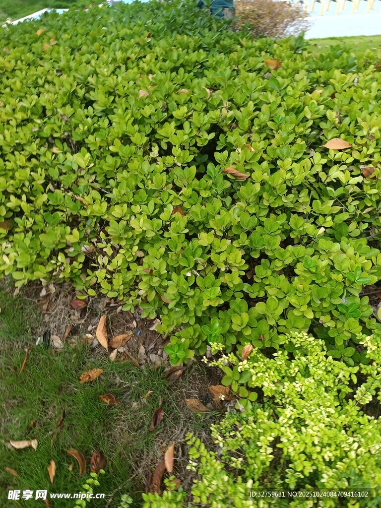 翠绿繁茂的地面绿植景观