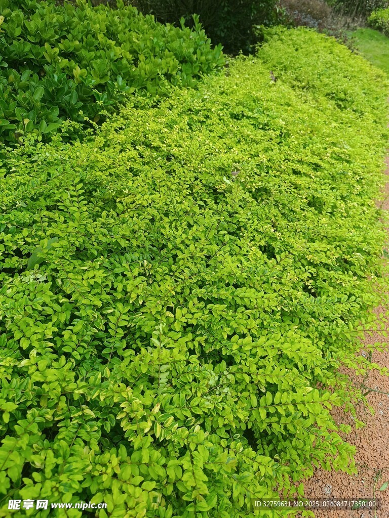 翠绿繁茂的丛生植物