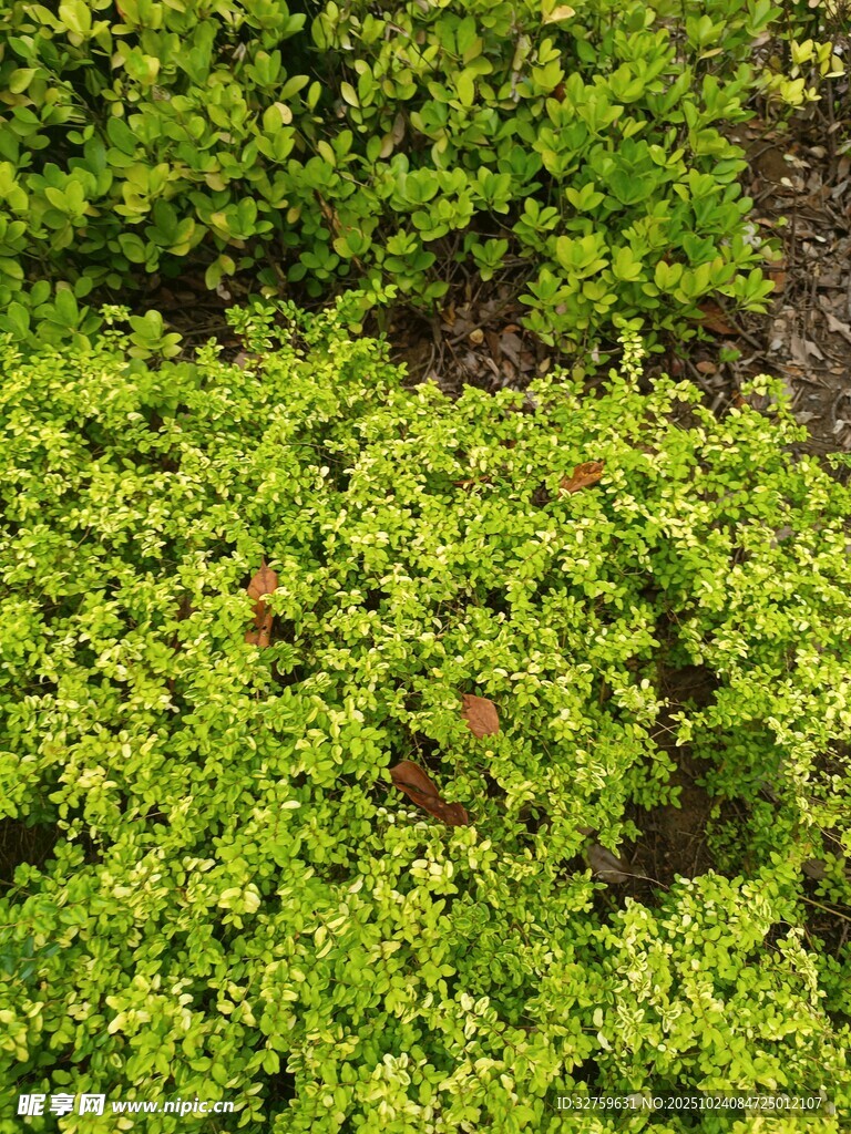 翠绿繁茂的地面绿植景观