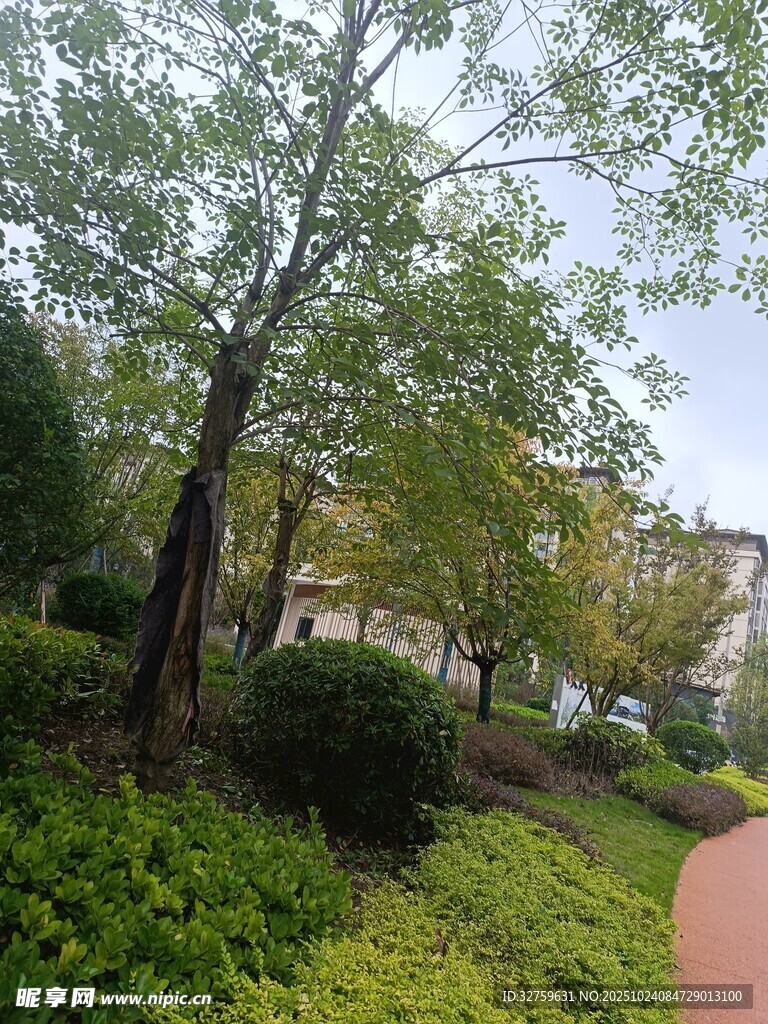 小区绿意盎然的林荫小径