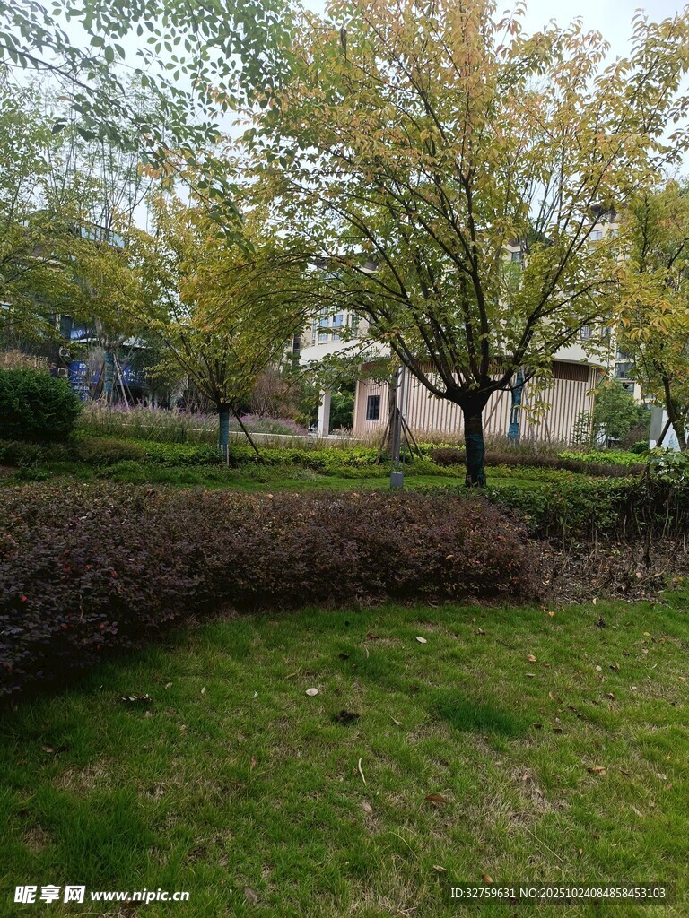 庭院绿树环绕的静谧景致