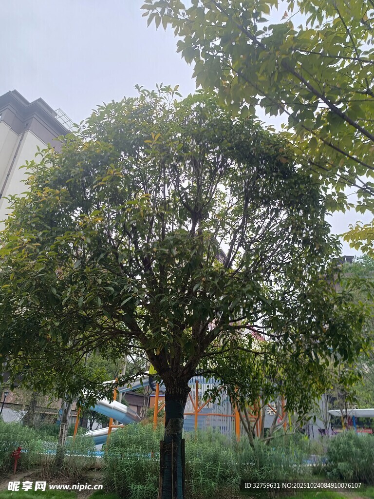 户外绿树景观