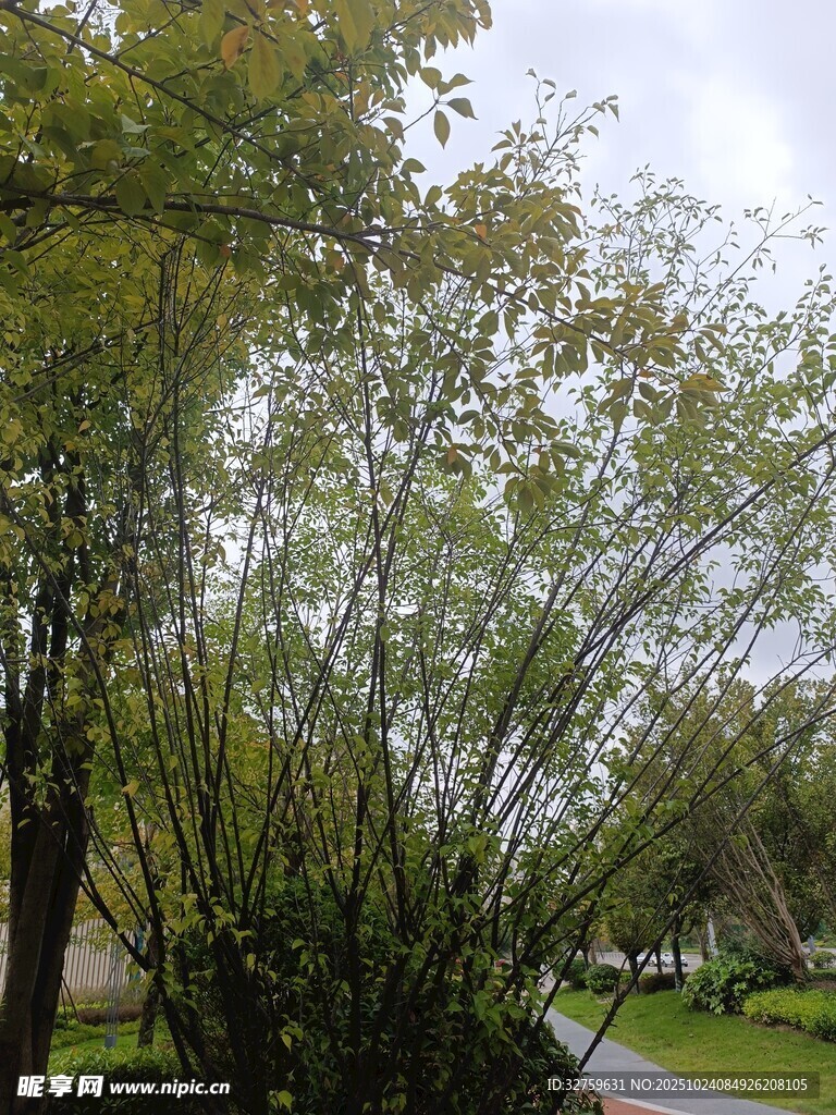 林间小道旁的葱郁竹林