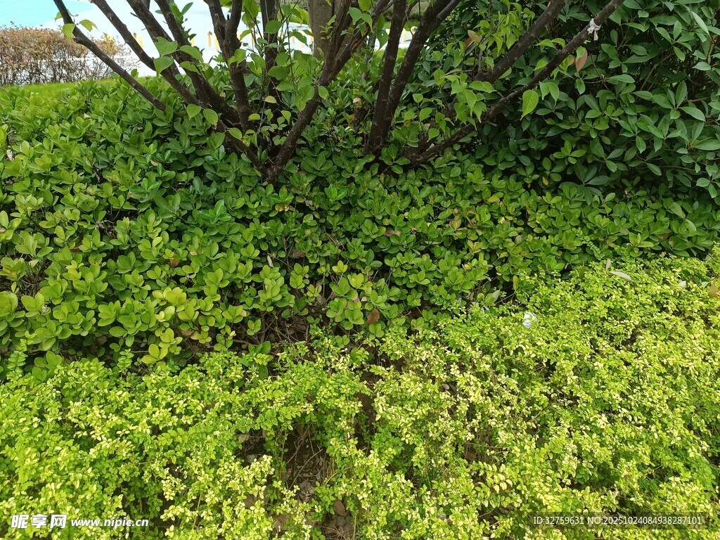 翠绿繁茂的地面绿植景观