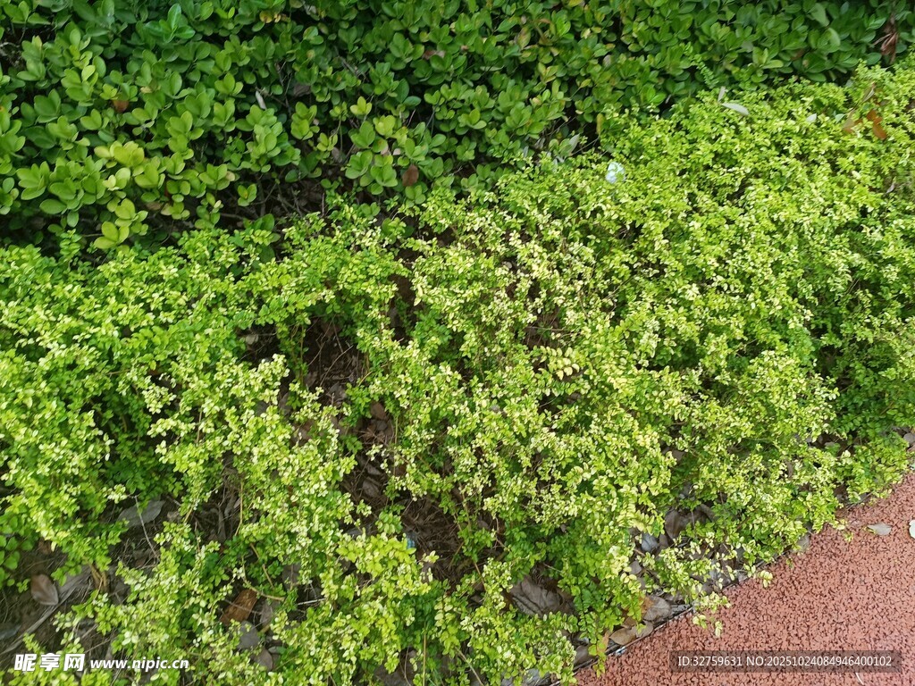 翠绿繁茂的低矮绿植景观