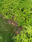 翠绿繁茂的地面绿植景观