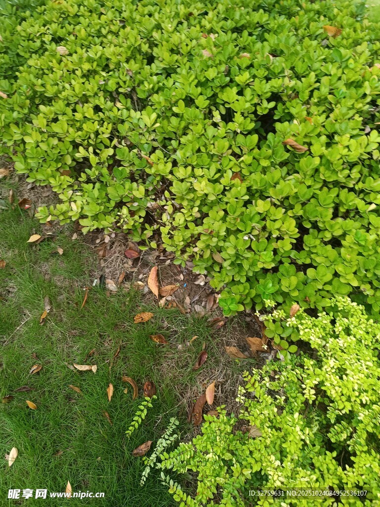 翠绿繁茂的地面绿植景观
