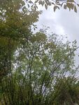 繁茂竹林 