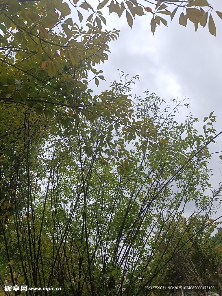 繁茂竹林 