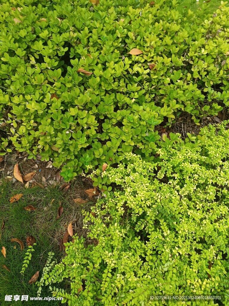 翠绿蓬勃的地面绿植景观