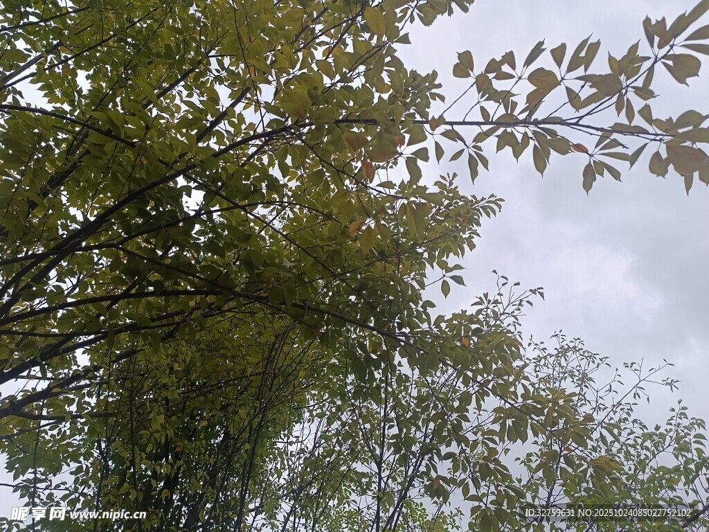 枝叶繁茂的树木景观