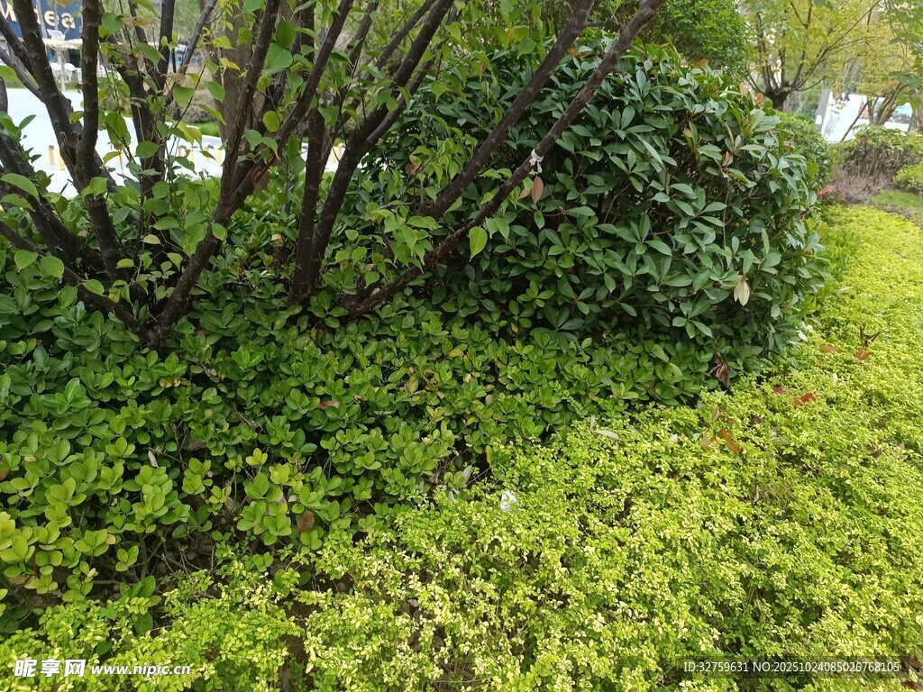 绿意盎然的林间植被景观