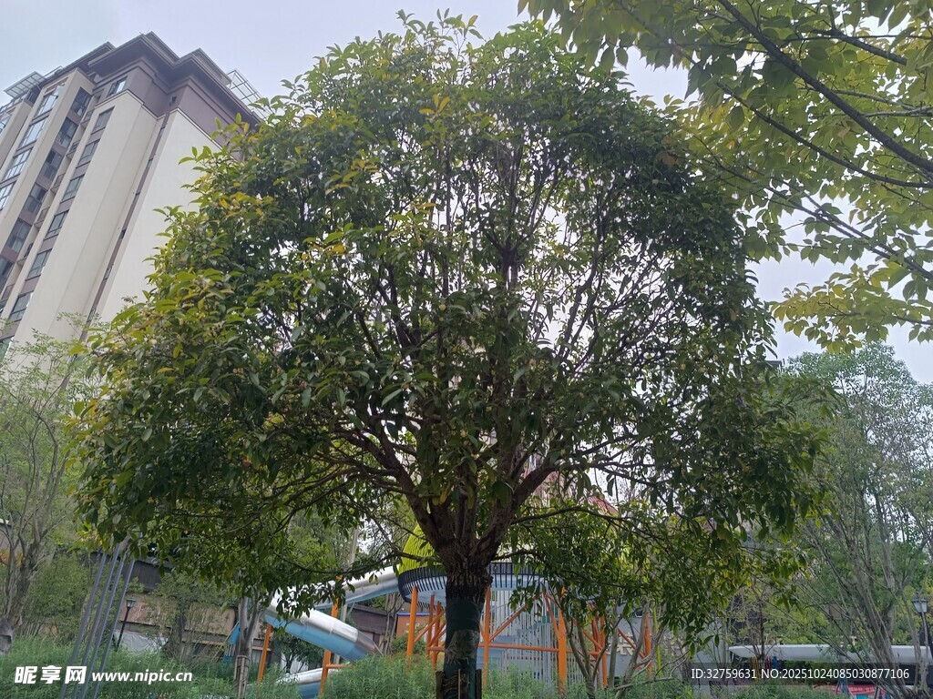 小区中的葱郁大树