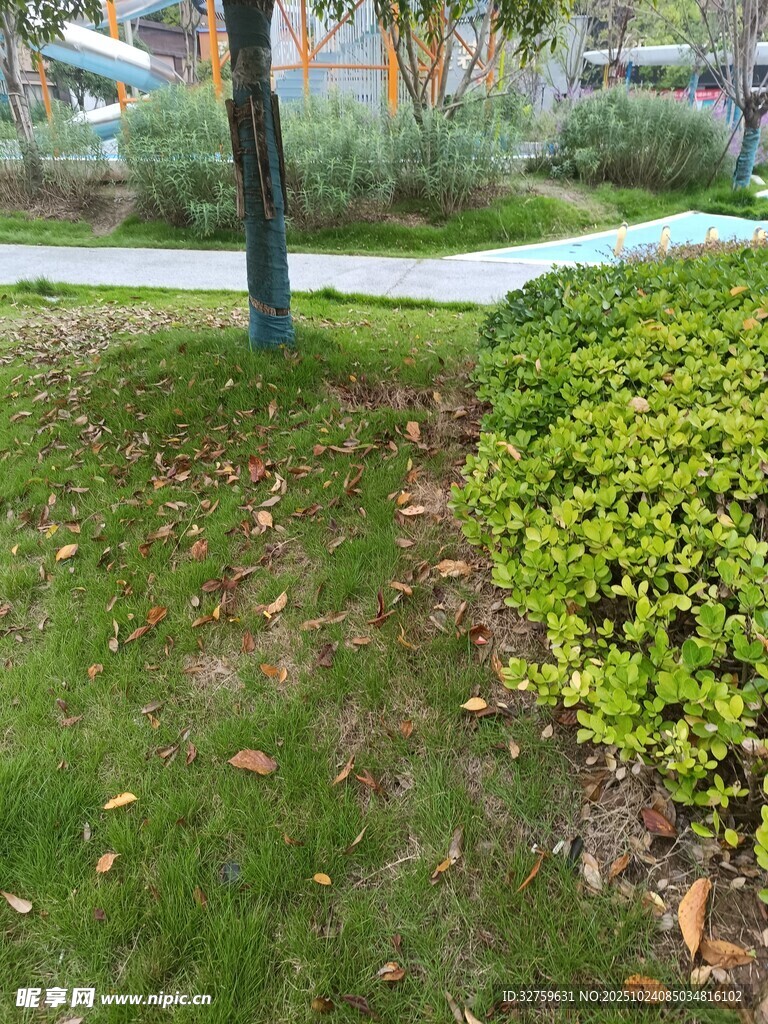 户外草地旁绿植景观