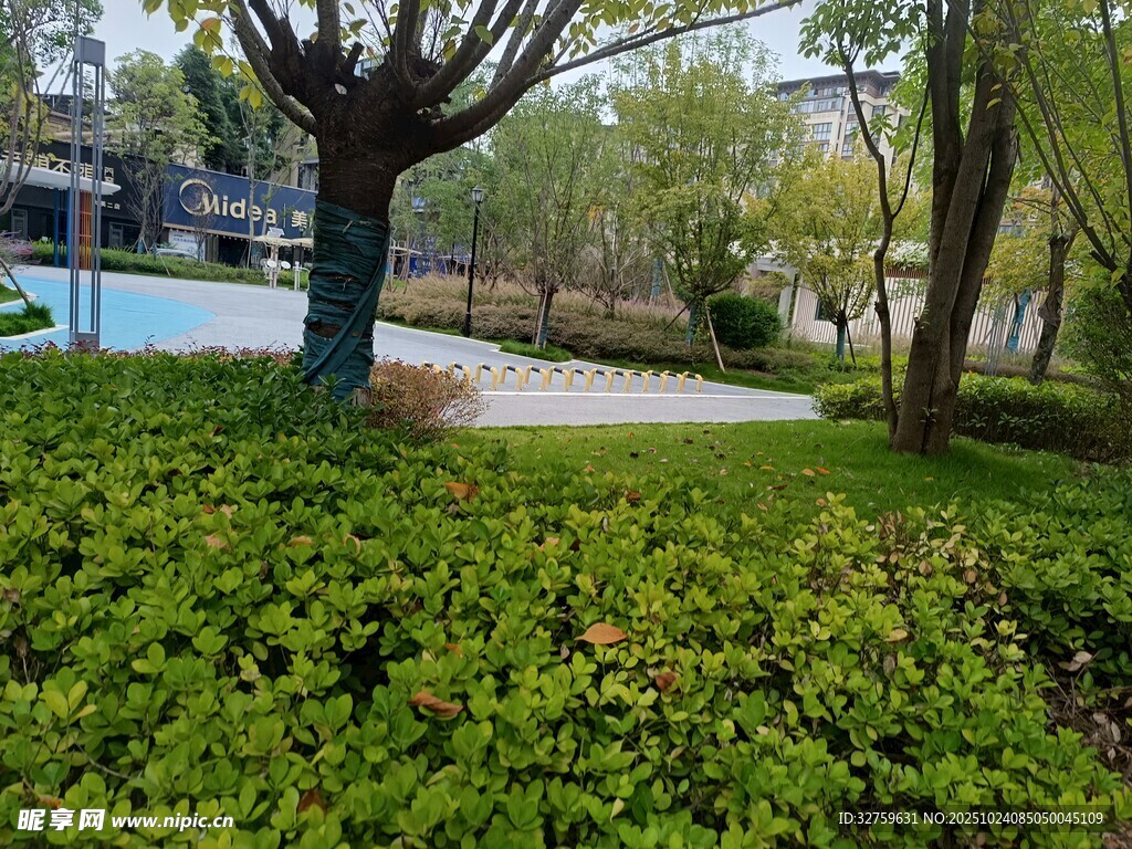 公园绿意盎然的景致