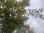 仰视繁茂绿树与灰白天空