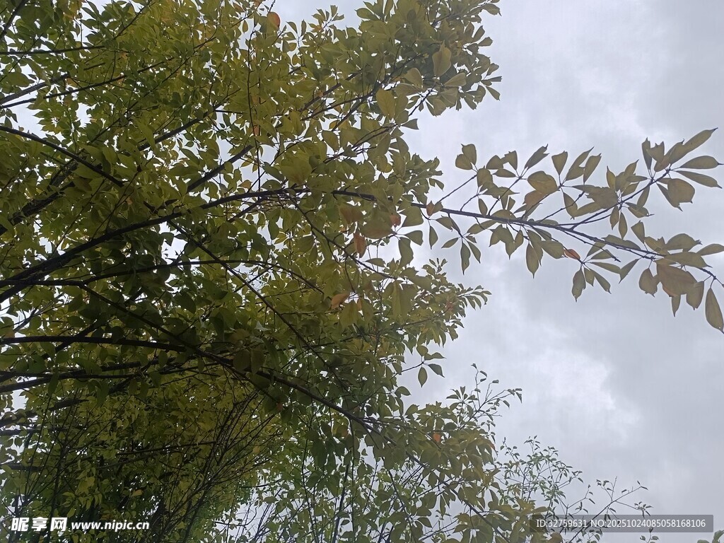 仰视繁茂绿树与灰白天空